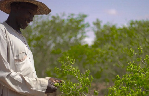Environnement : Une muraille qui contribue à la restauration des terres et à l’autonomisation des populations au Niger  (FAO)