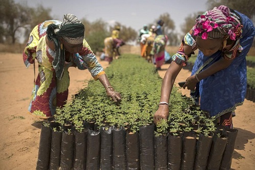 POUR RENFORCER LES CAPACITES D’ADAPTATION DES COMMUNAUTES AU CHANGEMENT CLIMATIQUE : Le Ministère de l’Environnement, l’Ue et la FAO lancent le projet RIPOSTES/ « Dooleel Aalam »