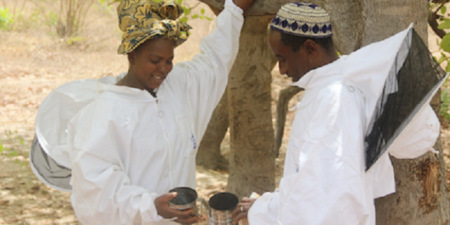 Égaux devant les abeilles : Un couple d’apiculteurs sénégalais travaille en équipe et récolte les fruits de l’égalité femmes-hommes