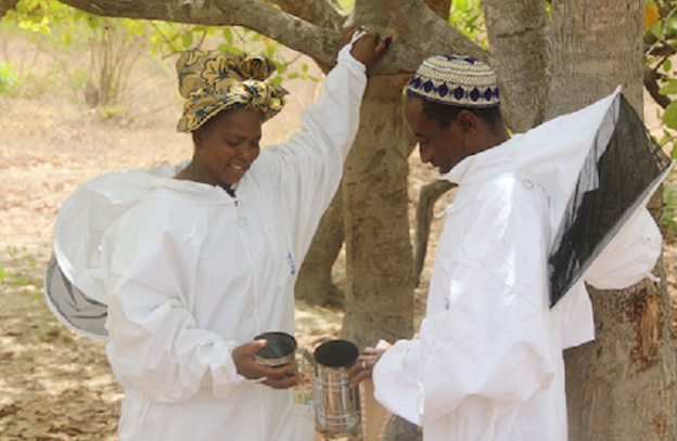 Égaux devant les abeilles : Un couple d’apiculteurs sénégalais travaille en équipe et récolte les fruits de l’égalité femmes-hommes