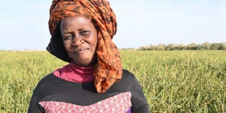 Agriculture : Réimplanter les nénuphars dans la nature et les faire revenir dans les cuisines sénégalaises