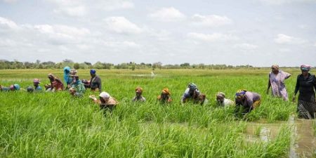 Agriculture : Le Sénégal pourrait devenir le premier pays ouest-africain à envoyer des travailleurs agricoles saisonniers en Espagne