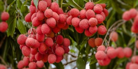 Infos hebdomadaires de Transparency International : fruits exotiques, le Litchi cher et risqué