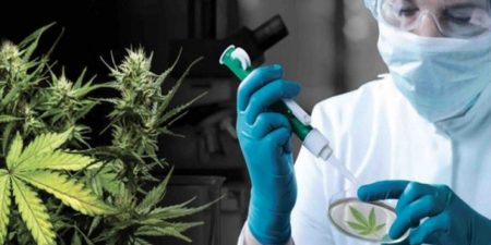 Maroc: bientôt la 1ère production de cannabis thérapeutique