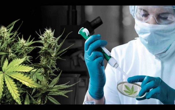 Maroc: bientôt la 1ère production de cannabis thérapeutique