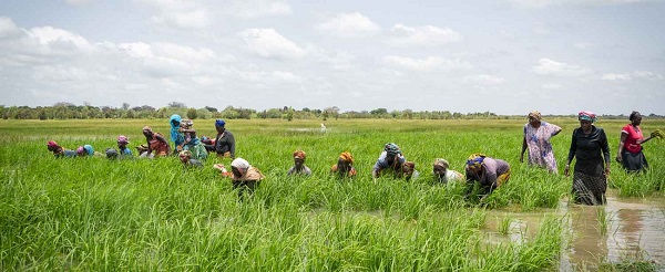 POUR ATTENUER L’IMPACT DU COVID A MATAM, KAFFRINE ET LOUGA : Un don de plus de 4 millions de dollars de la BAD pour le Sénégal