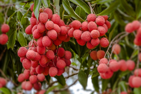 Infos hebdomadaires de Transparency International : fruits exotiques, le Litchi cher et risqué