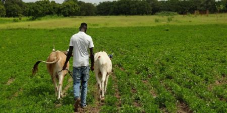 Réussir chez soi, au Sénégal : Avec la FAO, un autre Abdoulaye Wade montre la voie