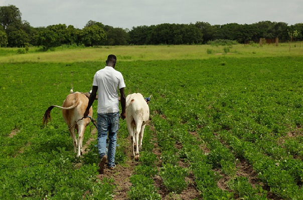 Réussir chez soi, au Sénégal : Avec la FAO, un autre Abdoulaye Wade montre la voie