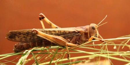 Insectes : la Commission européenne autorise la consommation du grillon domestique