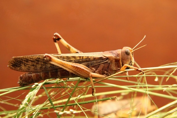 Insectes : la Commission européenne autorise la consommation du grillon domestique