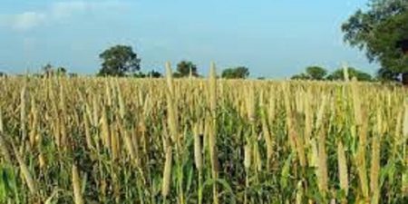 Agriculture : Six raisons de remettre le mil au goût du jour !