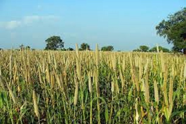 Agriculture : Six raisons de remettre le mil au goût du jour !