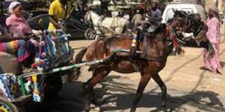 Kaolack-grève des transporteurs : les motos et calèches en plan B pour les usagers