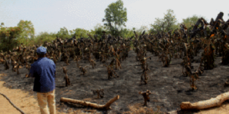 Incendie dans les bananeraies de Wassadou :  Les victimes chiffrent le préjudice à plus de 20 millions de F Cfa et appelle le président à leur secours