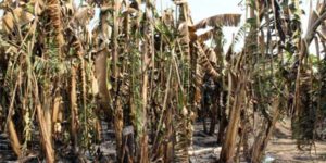 2 ha de bananeraies ravagés par les flammes : Dialacoto n’a plus la banane