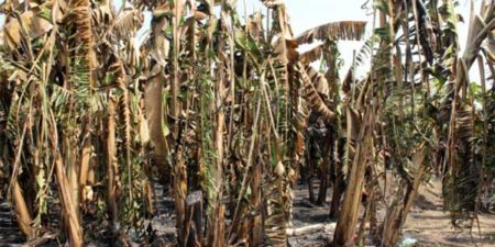 2 ha de bananeraies ravagés par les flammes : Dialacoto n’a plus la banane