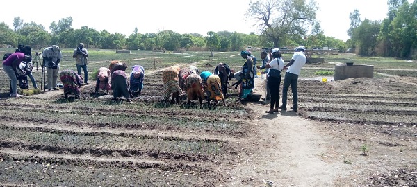 MAITRISE DE L’EAU A DASSILAME SERERE, NEMAH BA, BATAMARE DANS LA COMMUNE DE TOUBACOUTA : Augmentation des rendements de la production maraîchère avec le projet PARIIS Sénégal