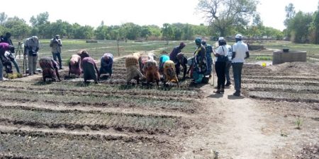 MAITRISE DE L’EAU A DASSILAME SERERE, NEMAH BA, BATAMARE DANS LA COMMUNE DE TOUBACOUTA : Augmentation des rendements de la production maraîchère avec le projet PARIIS Sénégal