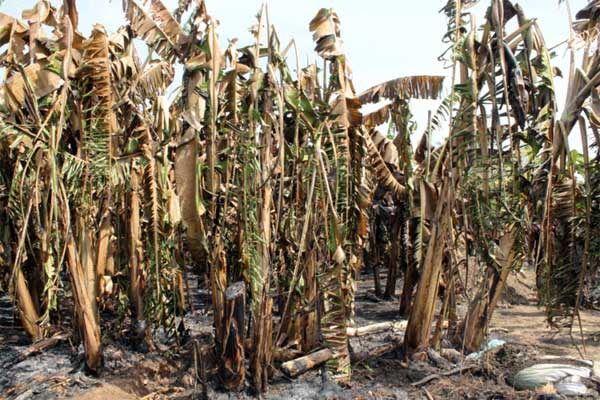 2 ha de bananeraies ravagés par les flammes : Dialacoto n’a plus la banane