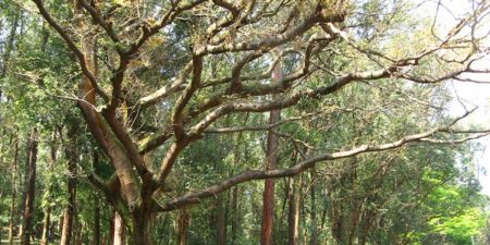 A la découverte du copayer: un arbre médicinal «miraculeux» en Bolivie