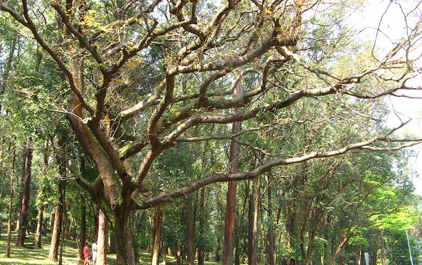 A la découverte du copayer: un arbre médicinal «miraculeux» en Bolivie