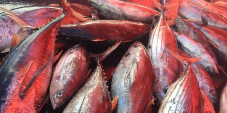 RESSOURCES HALIEUTIQUES DANS LE MONDE SELON LA BANQUE MONDIALE : La surpêche entraîne un manque à gagner, estimé à 80 milliards de dollars par an