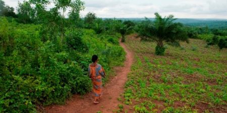 FORETS : 3,2 milliards de personnes pâtissent de la dégradation des sols selon la banque mondiale