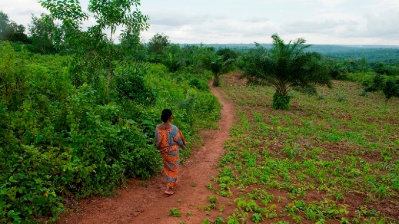 FORETS : 3,2 milliards de personnes pâtissent de la dégradation des sols selon la banque mondiale