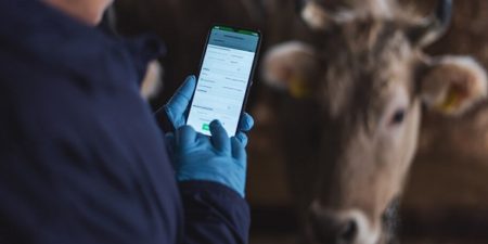 Economie : Les vaches à l’heure du numérique en Géorgie