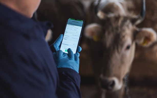 Economie : Les vaches à l’heure du numérique en Géorgie