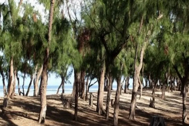 Foncier à Dakar : Après Ngor, risque d’affrontements sur la bande des filaos à Guédiawaye !
