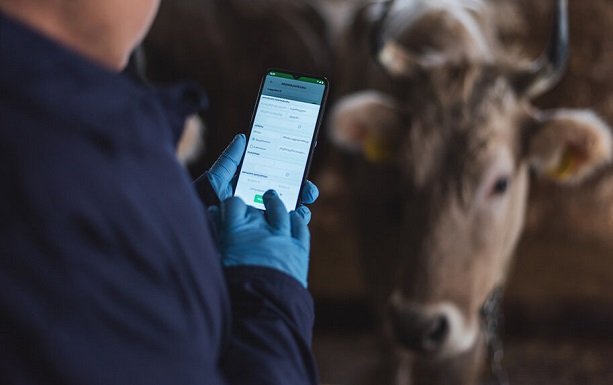 Economie : Les vaches à l’heure du numérique en Géorgie