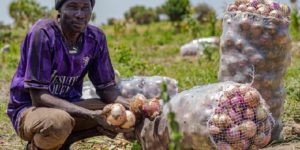 FAO : L’action anticipée, une approche bénéfique pour les populations locales touchées par les inondations dans l’Extrême-Nord du Cameroun