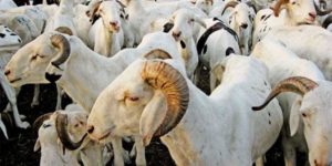 Approvisionnement en moutons : plus de 490 000 têtes déjà recensés sur le marché national l’Etat rassure à deux semaines de la Tabaski