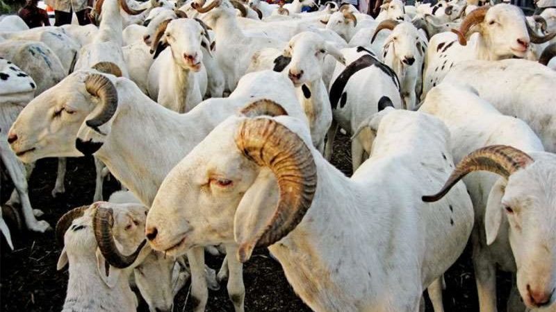 Tabaski à Dakar :  Les vendeurs de moutons cherchent clients