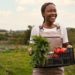UNFSS+2-Un événement de haut niveau : Evaluation des solutions pour une transformation efficace des systèmes agroalimentaires dirigée par l’Afrique