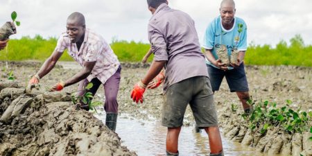 Histoire  de la FAO source de Motivation: Le numérique au service de l’agriculture rurale au Sénégal