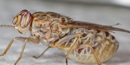 La cartographie pour la lutte contre la trypanosomose animale : La FAO publie un atlas continental des mouches tsé-tsé en Afrique