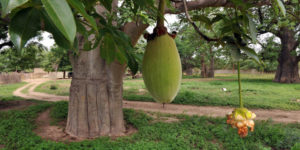 Les secrets millénaires du Sénégal dans les racines profondes du baobab de la sagesse –Par Adama Diop