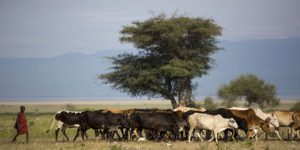 Histoire de la FAO-Source de motivation : Au Sénégal, un point de ravitaillement bienvenu sur l’itinéraire des éleveurs pastoraux
