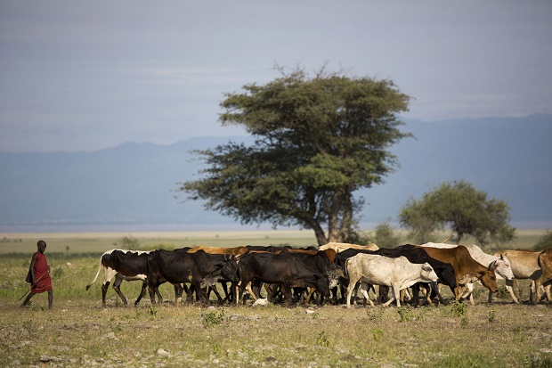 Santé : Un nouveau partenariat noué pour trouver des solutions à la trypanosomiase animale africaine