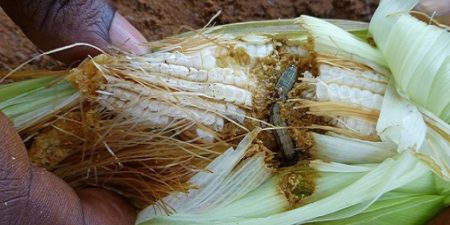 Maïs attaqués par des chenilles : La grande inquiétude des producteurs de la région de Kédougou