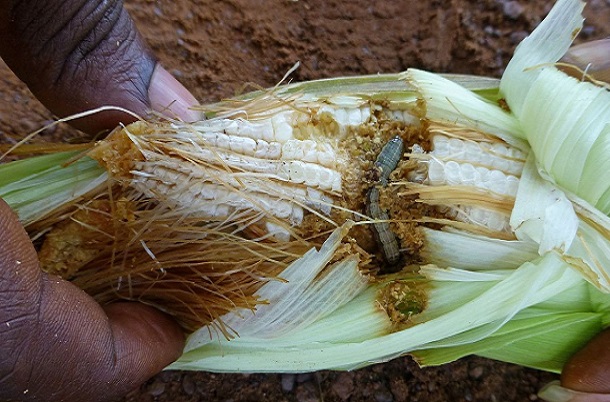 Maïs attaqués par des chenilles : La grande inquiétude des producteurs de la région de Kédougou