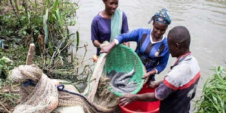Histoire motivante de la FAO : Au Nigeria, le poisson-chat, un commerce florissant pour une nation aux besoins immenses