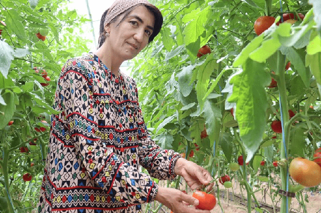 Agriculture : En Ouzbékistan, un usage intelligent de l’eau dans les serres