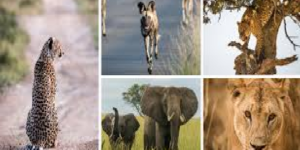 Défaut de stratégie, déficit de coordination, peu d’infos sur les espèces inscrites aux annexes : le Sénégal face aux goulots de  la lutte contre le trafic d’espèces