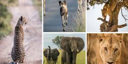 Défaut de stratégie, déficit de coordination, peu d’infos sur les espèces inscrites aux annexes : le Sénégal face aux goulots de  la lutte contre le trafic d’espèces