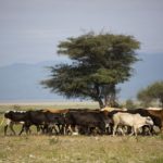 Masai pastoralist at their boma in the Ottukai village , Tanzania,Friday, 12 June, 2015. GALVmed is working to protect livestock and improve human lives by making livestock vaccines, diagnostics & medicines accessible and affordable to the millions of those who rely on livestock. The organisation provides three main services: research and development of vaccinations, market development to provide vaccinations and information to livestock keepers and advocacy of its work to key stakeholders.Photo/Karel Prinsloo