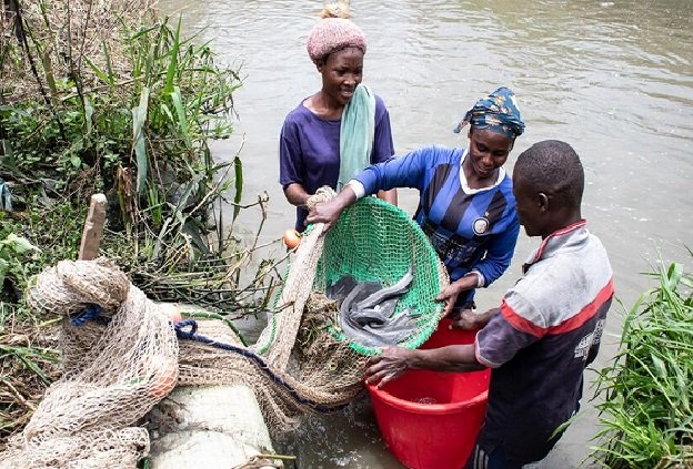 Histoire motivante de la FAO : Au Nigeria, le poisson-chat, un commerce florissant pour une nation aux besoins immenses